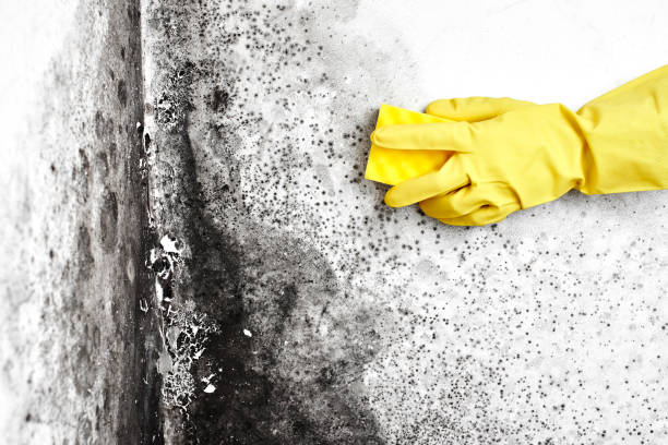 Best Black Mold Removal  in Squaw Valley, CA